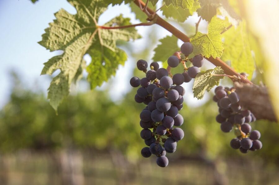 Evening of Wine and Scenic Views in Skiathos - The uphill minibus ride takes you into the hills