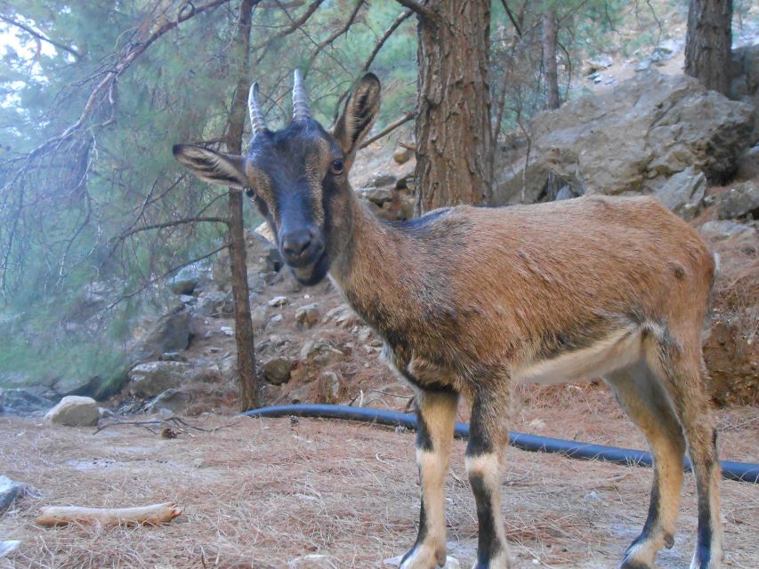 From Agia Galini/Matala: Samaria Gorge Hiking Tour - Key points before you book
