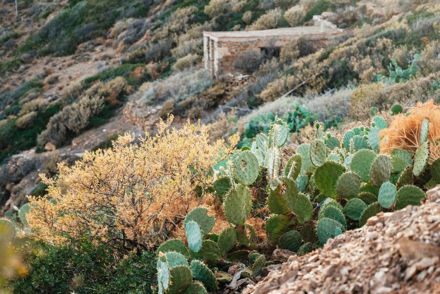 From Athens: Cape Sounion & Temple of Poseidon Half Day Tour - Anavyssos beach, swimming, and lunch
