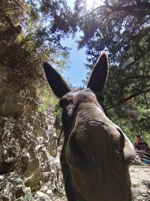 From Chania: Guided Tour to Loutro (Boat tickets Included) - Practical details before you book