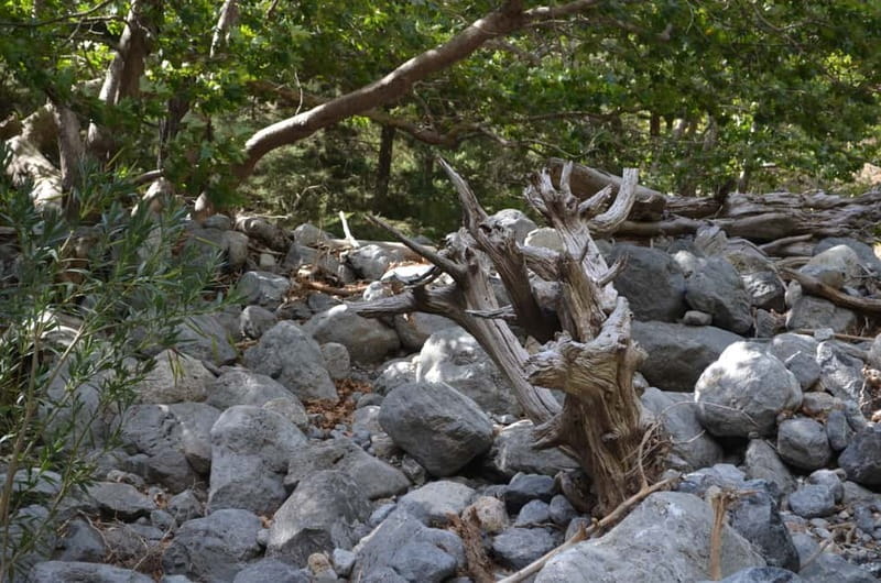 From Chania/Kalyves: Full-Day Samaria Gorge Hiking Day Trip - The ferry to Sougia and the long ride home