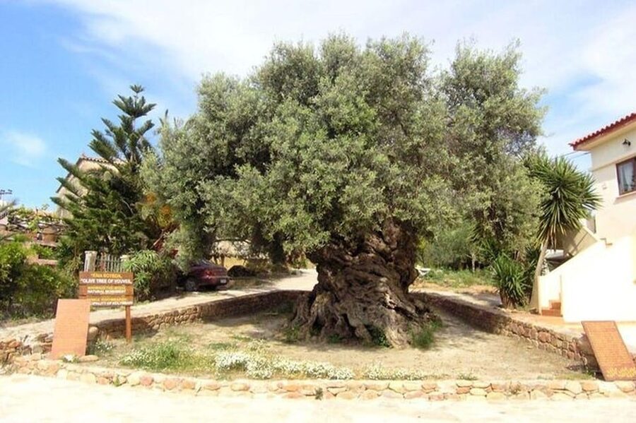 From Chania: Olive Oil, Wine, Cheese & Honey Tasting Tour - Learning how Cretan honey reaches the jar