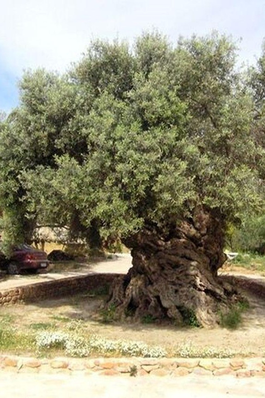 From Chania: Olive Oil, Wine, Cheese & Honey Tasting Tour - Seeing how Cretan olive oil is made