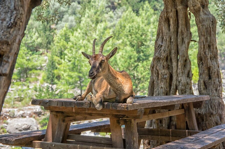 From Chania: Samaria Gorge with Professional Hiking Guide - The first kilometers: steep, rocky, and shaded