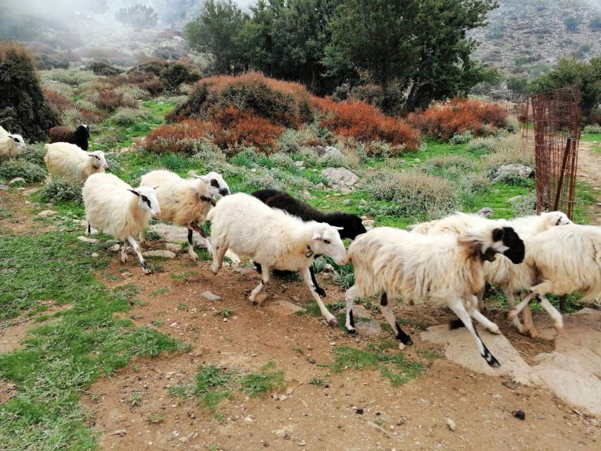 From Chania: White Mountains Land Rover Safari - Through Therisso Gorge back to Chania