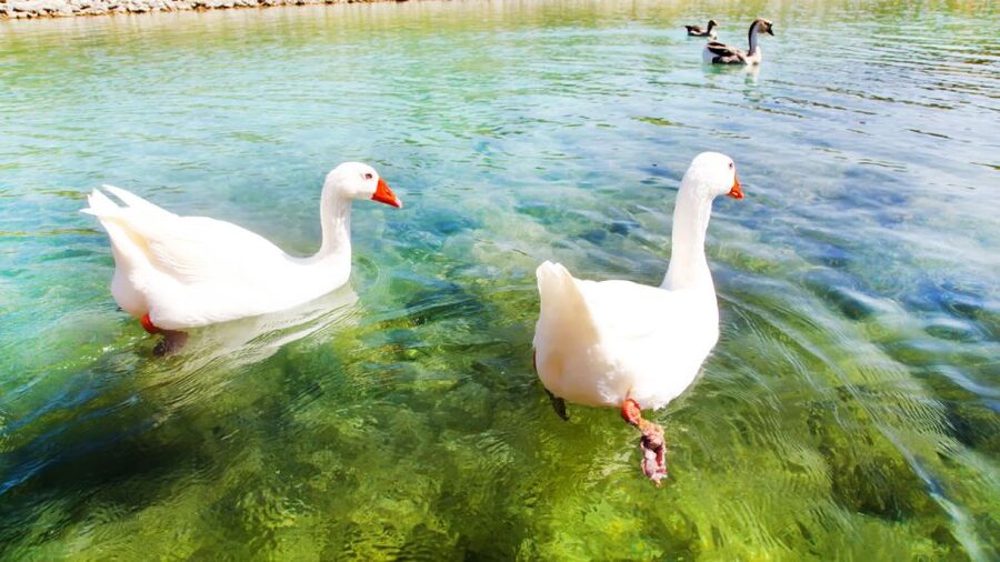 From Heraklion: Chania Town, Kournas Lake, and Rethymno Tour - Should you book the Chania, Kournas Lake, and Rethymno tour?