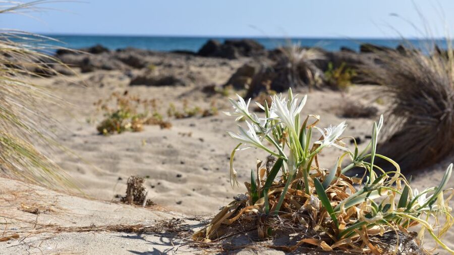 From Heraklion: Elafonisi Beach Day Tour with Pickup - The return trip to Heraklion