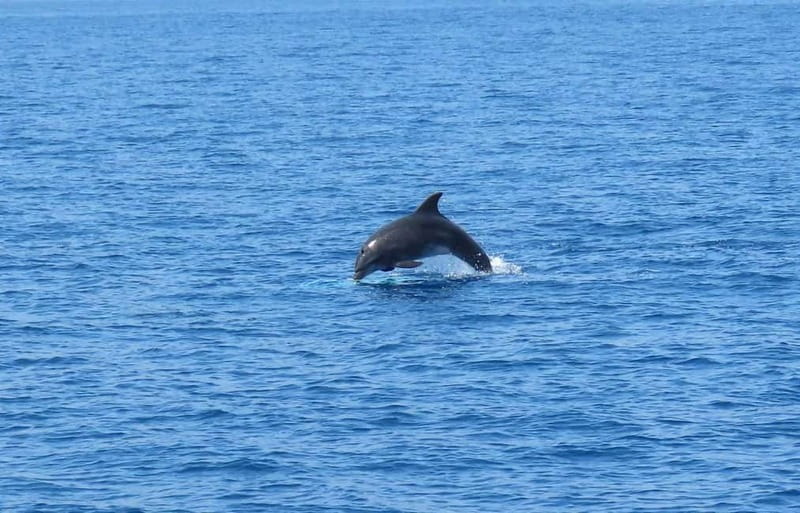 From Kos:A full day cruise in the newest luxury vessel! - Platy: the best time for a swim