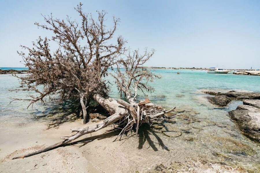 From Rethymno/Kavros: Elafonissi Pink Sand Beach Tour - Key points at a glance