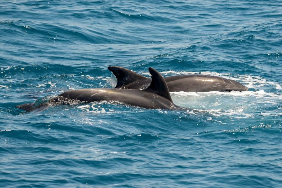 From the Port of Kos: Full Day Boat Cruise to 3 Islands - Swimming from the boat at Plati