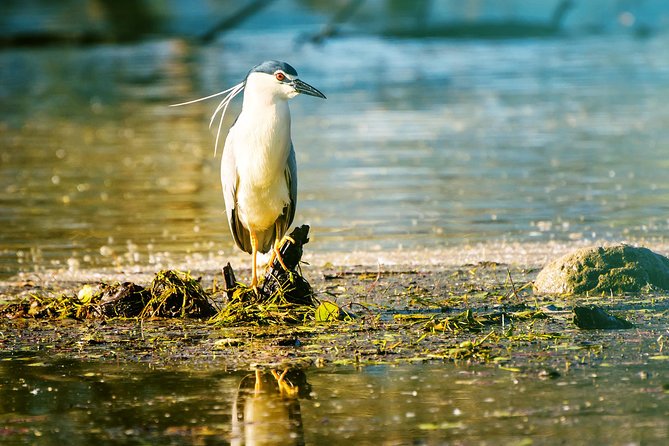 From Thessaloniki: Private Day Trip to Kerkini Lake - Bird watching at the Lithotopos Dam