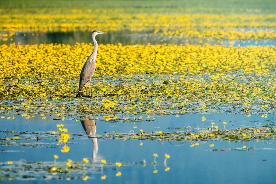 From Thessaloniki: Private Day Trip to Kerkini Lake - The return route through the western side of the lake