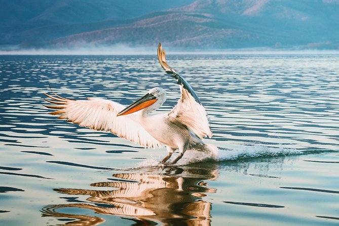 From Thessaloniki: Private Day Trip to Kerkini Lake - Leaving Thessaloniki at 8:00 AM