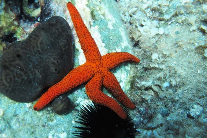 Halkidiki-Kassandra: Scuba Diving for Beginners - The 20-minute safety briefing on Kassandra