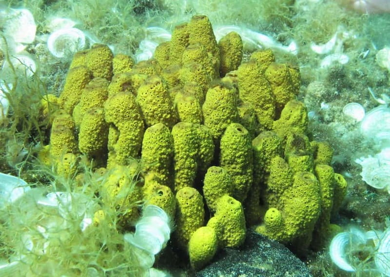 Halkidiki-Kassandra: Scuba Diving for Beginners - The 30-minute underwater session