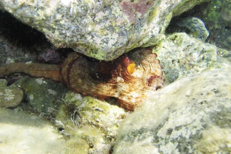 Halkidiki-Kassandra: Scuba Diving for Beginners - Why the small group matters