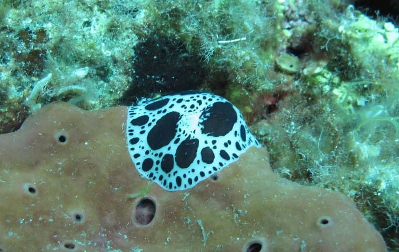 Halkidiki-Kassandra: Scuba Diving for Beginners - Price, flexibility, and practical value