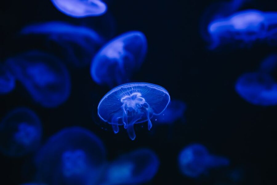 Heraklion Area: CRETAquarium Admission Ticket - Key points at a glance