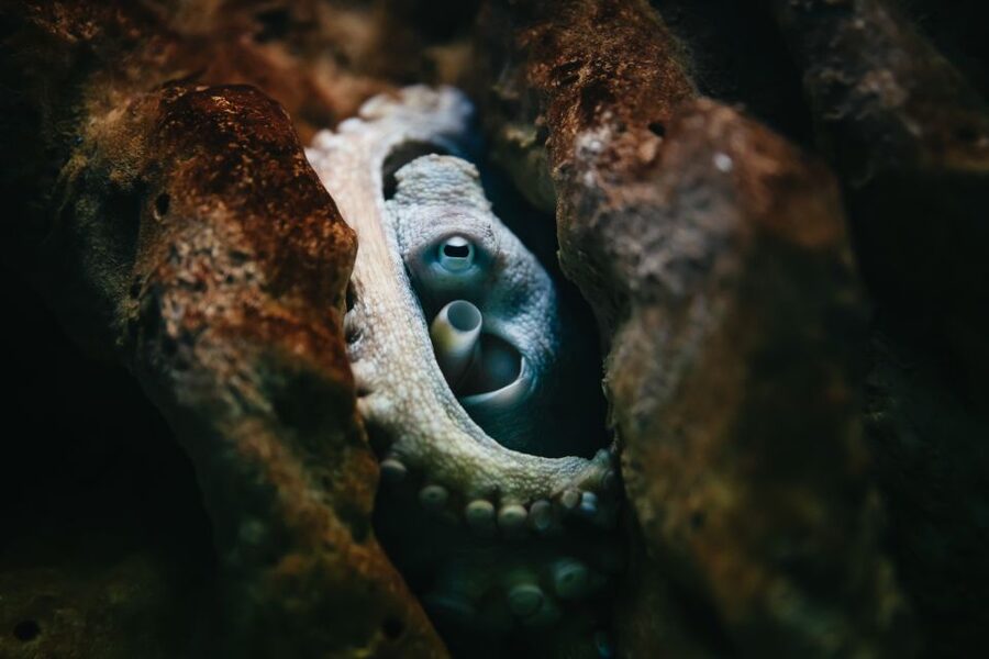 Heraklion Area: CRETAquarium Admission Ticket - CRETAquarium’s setting near Heraklion