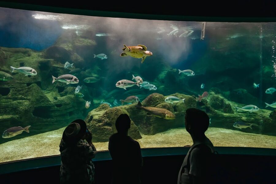 Heraklion Area: CRETAquarium Admission Ticket - Sharks, turtles, jellyfish, and tropical fish