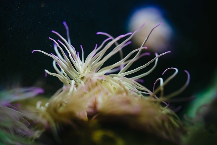 Heraklion Area: CRETAquarium Admission Ticket - The audio guide and educational value