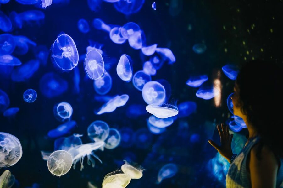 Heraklion Area: CRETAquarium Admission Ticket - Choosing the right time to go