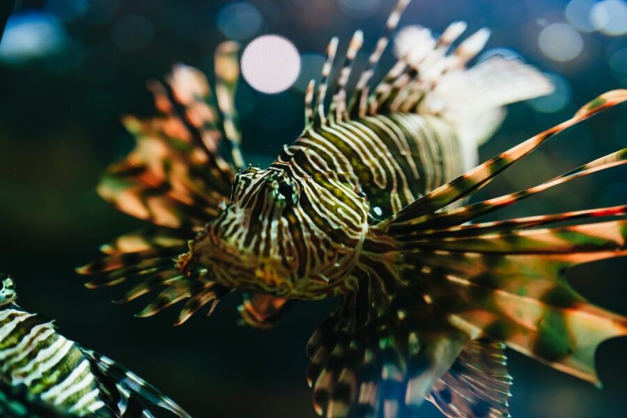 Heraklion Area: CRETAquarium Admission Ticket - What you see in the first Mediterranean tanks