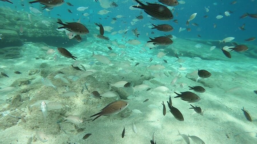 Heraklion: Beginner Scuba Diving Lesson with PADI Instructor - Who should book this experience