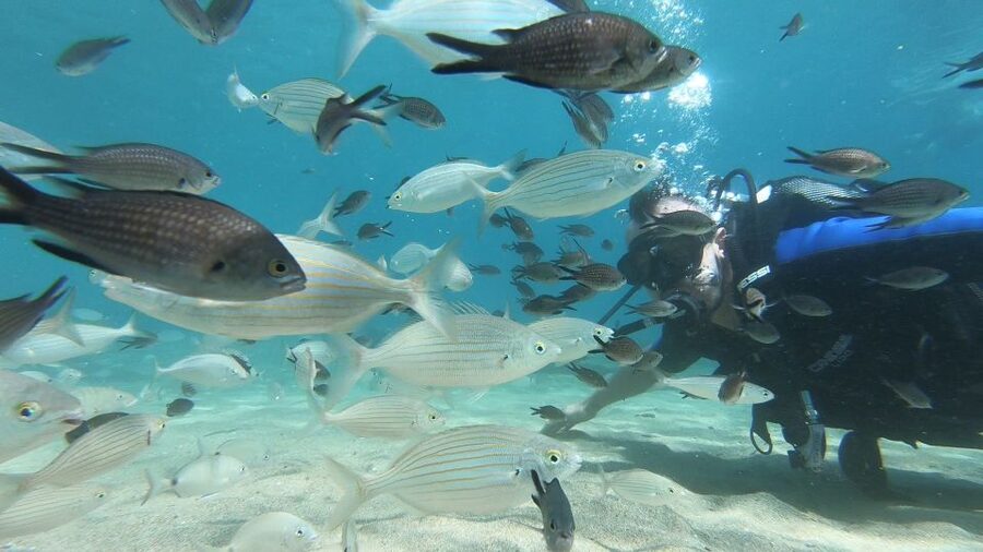 Heraklion: Beginner Scuba Diving Lesson with PADI Instructor - Is $88 good value?