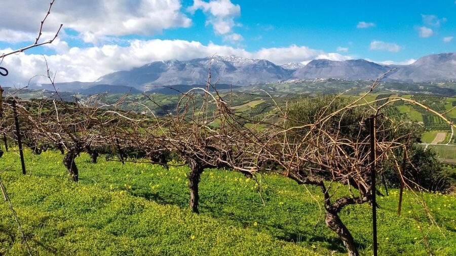 Heraklion: Cretan Wine Tasting Tour & Gourmet Lunch - Who should book this day?