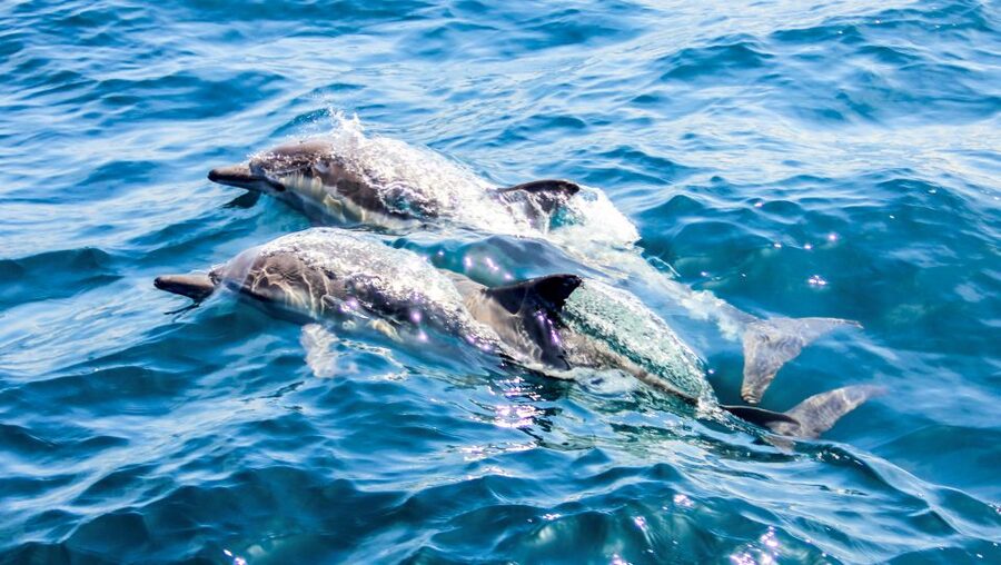 Heraklion: Dia Island Sailboat Cruise with Swimming and Meal - A Greek meal served at sea