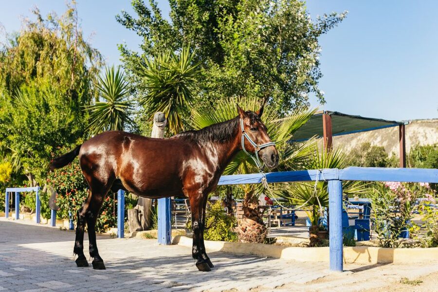 Heraklion: Finikia Horse Riding Tour with Lunch or Dinner - The practical details that matter most