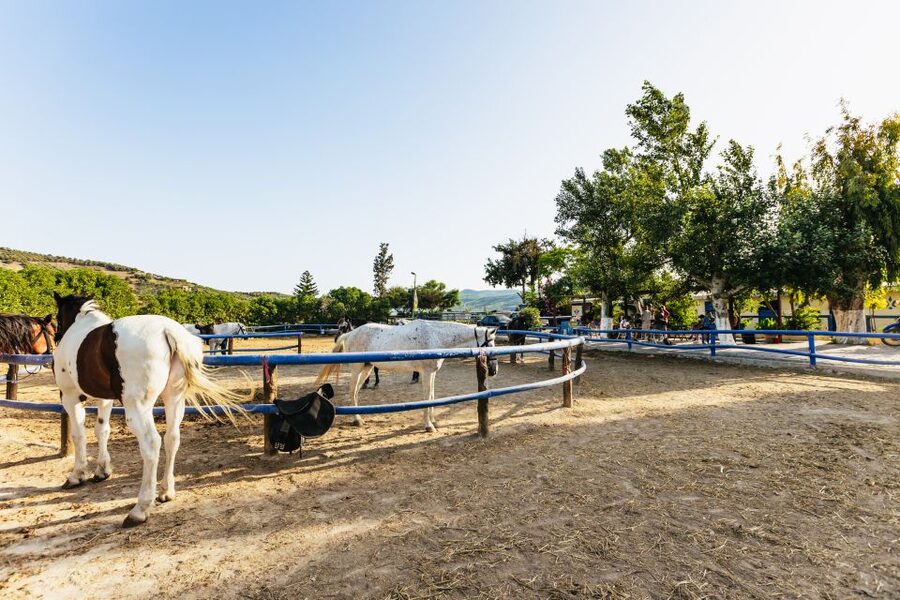Heraklion: Horse Ride in the Cretan Mountains - FAQ