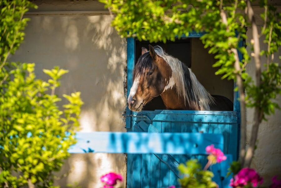 Heraklion: Horseriding Day Tour with Lunch and Transfer - Practical details that affect your choice