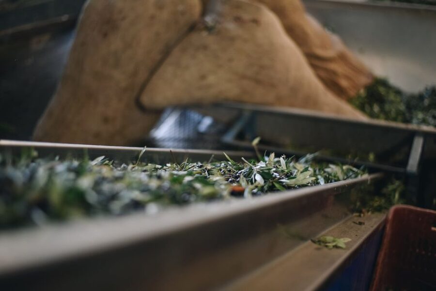 Heraklion: Olive Farm Tour with Tasting of Local Delicacies - Walking among Crete’s old olive trees