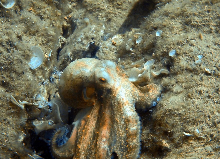 Heraklion: Scuba Diving Experience for First-Timers - Practical tips for a smoother day