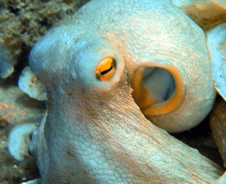 Heraklion: Scuba Diving Experience for First-Timers - Photos need a little clarification