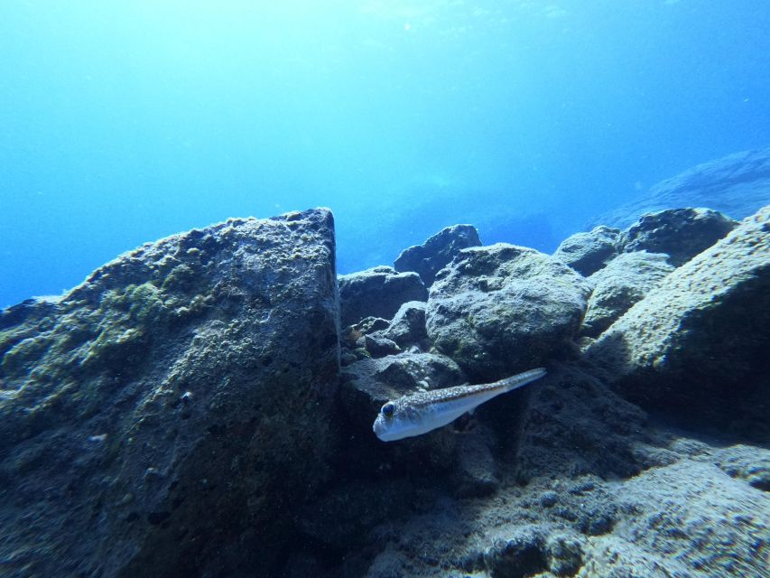 Heraklion: Try Scuba Diving For Beginners (1 dive) - The Instructors Make the Biggest Difference