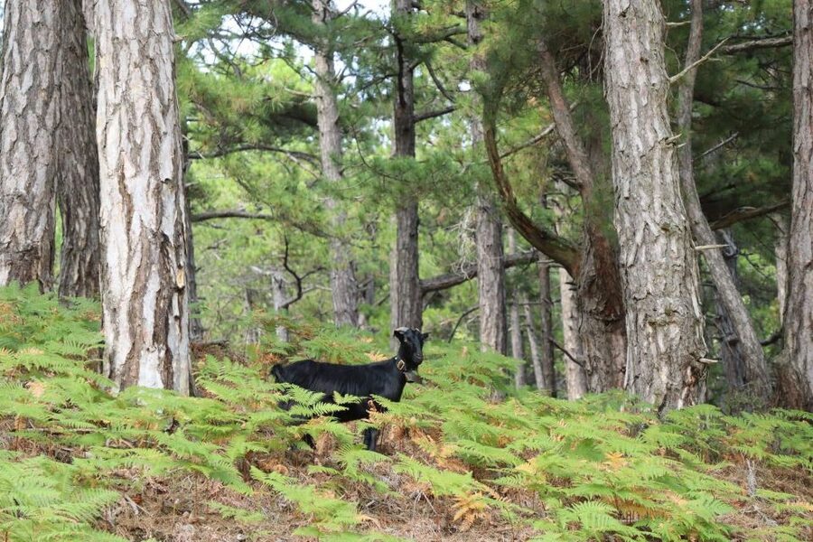 Jeep Safari in Thassos Mountain - Theologos, old stone homes, and a slower pace