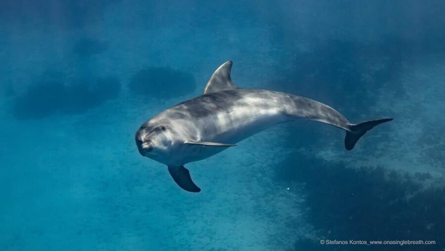 Kamiros Skala: Marine Life Experience by Boat - Stroggyli Islet And The Snorkeling Stop