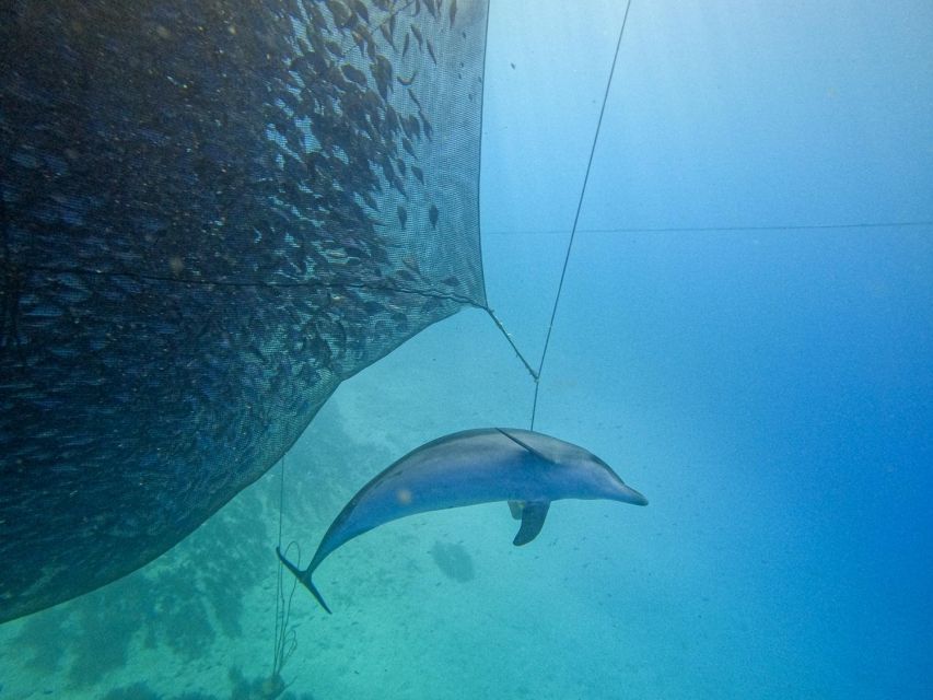Kamiros Skala: Marine Life Experience by Boat - The Return Past Makri
