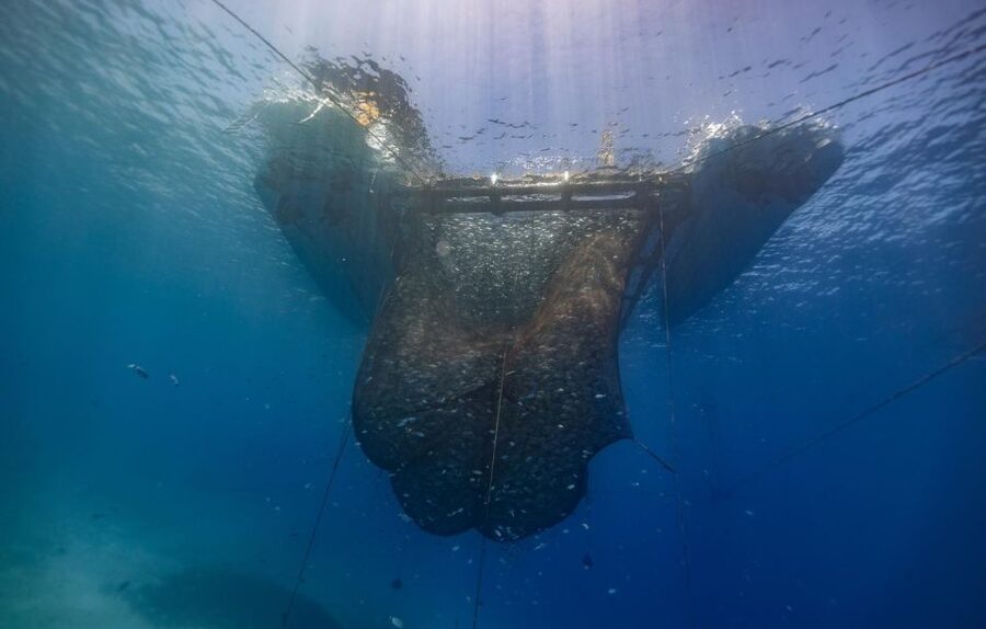 Kamiros Skala: Marine Life Experience by Boat - Guides, Boat Comfort, And Group Feel