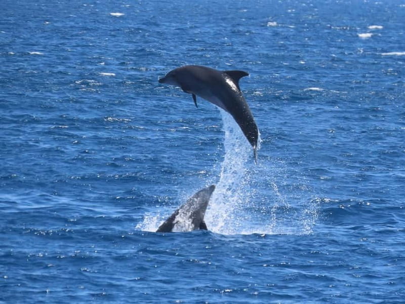 Kos: 3-Island Cruise with Lunch and Hotel Transfer - Why the $53 price makes sense
