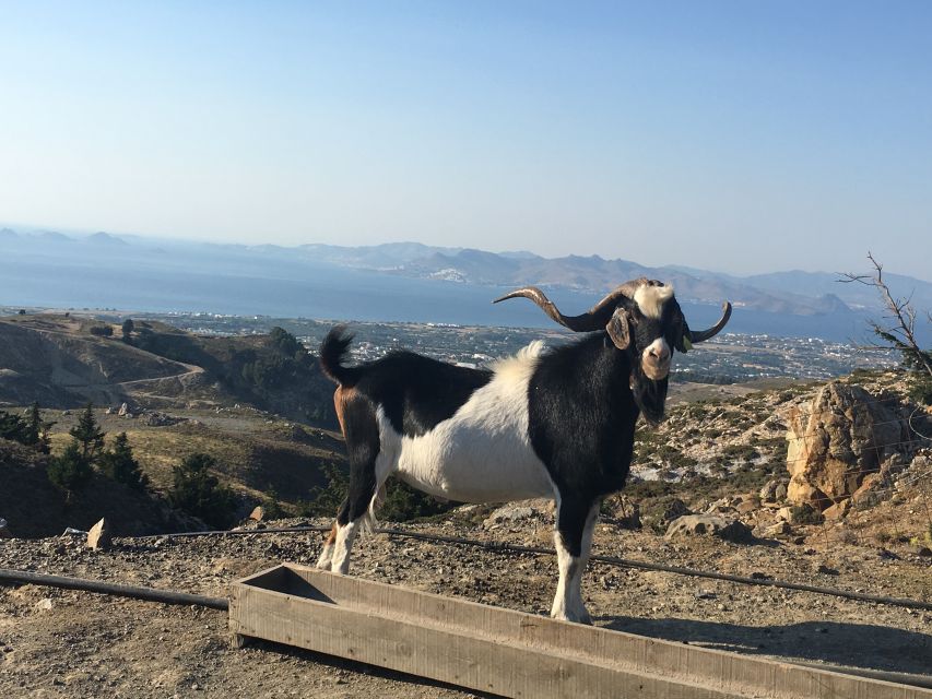 Kos: Full-Day Jeep Safari with Lunch - Hotel pickup makes the morning easier