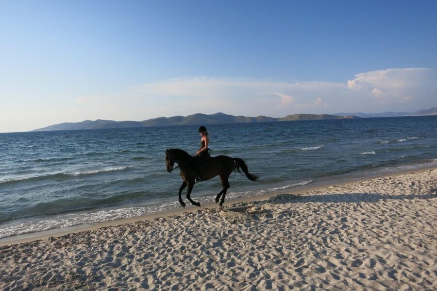 Kos: Horse Riding Experience on the Beach with Instructor - Who should book this Kos horse ride?