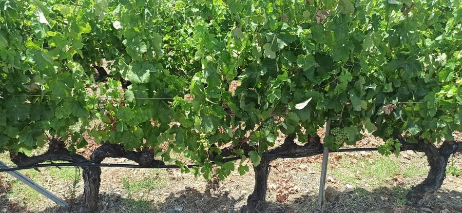 Kos: Wineries Tour w/ Wine Tastings & Transportation - Timing, weather, and comfort