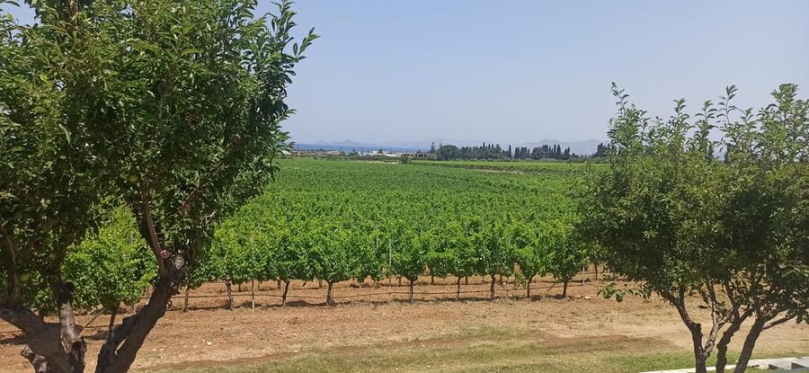 Kos: Wineries Tour w/ Wine Tastings & Transportation - Who will enjoy this experience most