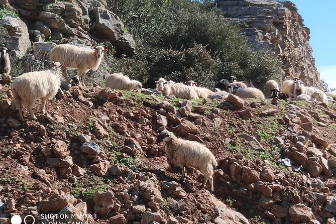 Lasithi –Plateau Traditional Vilages - Lasithi Plateau and its 10,000 windmills