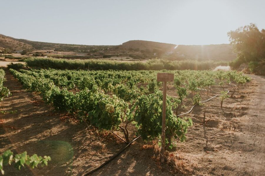 Milos Island: Kostantakis Winery Wine Tasting Experience - Entering the natural cave wine cellar