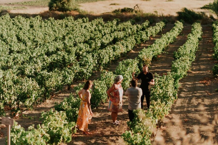 Milos Island: Kostantakis Winery Wine Tasting Experience - Seven wines, one grape distillation, and a generous snack plate